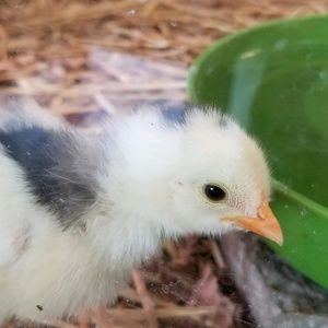 Meet your Posher, Gail